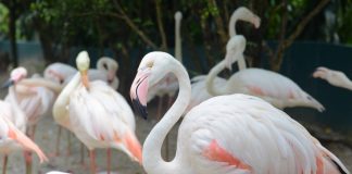 پارک پرندگان مالزی فلامینگو
