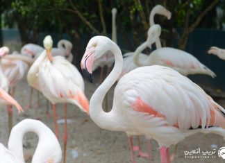 پارک پرندگان مالزی فلامینگو