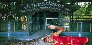 مزرعه کروکودیل ها مزرعه کروکودیل ها