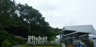 آکواریوم پوکت آکواریوم پوکت