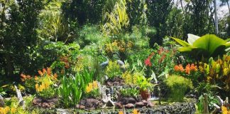 باغ های گیاه شناسی سنگاپور باغ های گیاه شناسی سنگاپور