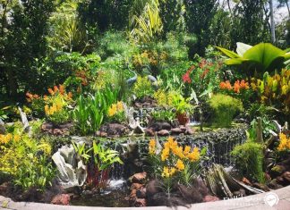 باغ های گیاه شناسی سنگاپور باغ های گیاه شناسی سنگاپور