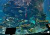 آکواریوم اس ای آ سنگاپور آکواریوم اس ای آ سنگاپور