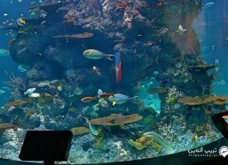 آکواریوم اس ای آ سنگاپور آکواریوم اس ای آ سنگاپور