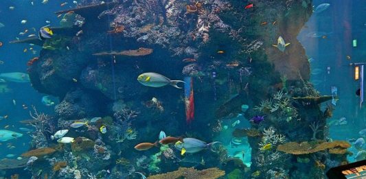 آکواریوم اس ای آ سنگاپور آکواریوم اس ای آ سنگاپور