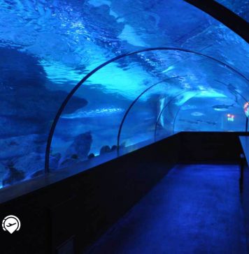 معرفی آکواریوم آکوا وگا از جاذبه های آنکارا آکواریوم آکوا وگا