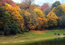 معرفی جنگل النگدره گرگان (مقصدی رویایی برای عاشقان طبیعت) تصویر دریاچه جنگل النگدره