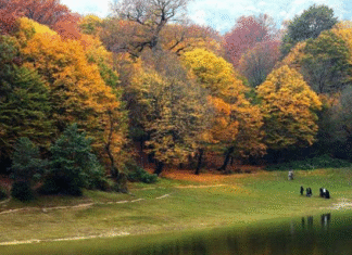 معرفی جنگل النگدره گرگان (مقصدی رویایی برای عاشقان طبیعت) تصویر دریاچه جنگل النگدره